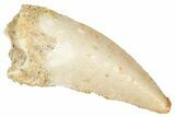 Raptor Tooth - Real Dinosaur Tooth #371484-1